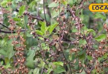 सर्दियों में रोज खाली पेट खाएं ये पत्ते…कब्ज और मुंह के छाले हो जाएंगे गायब!