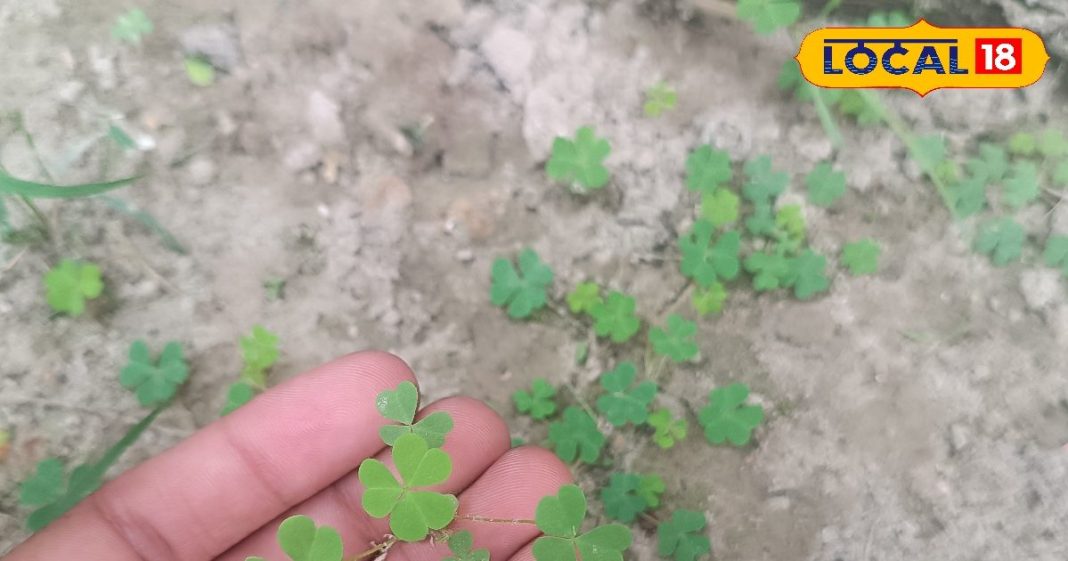 जंगलों में उगने वाली ये साग है प्रकृति का वरदान, जिम से भी तगड़ी बना देगा बॉडी! इन बीमारियों में कारगर