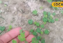 जंगलों में उगने वाली ये साग है प्रकृति का वरदान, जिम से भी तगड़ी बना देगा बॉडी! इन बीमारियों में कारगर