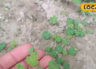 जंगलों में उगने वाली ये साग है प्रकृति का वरदान, जिम से भी तगड़ी बना देगा बॉडी! इन बीमारियों में कारगर