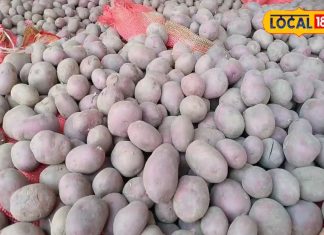 यूपी में यहां होता है खास तरह का आलू, स्वाद के साथ सेहत का भी खजाना, विटामिन का है भंडार