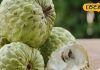 winter-superfood-sitafal-takes-care-of-heart-and-also-keeps-skin-healthy – Bharat.one हिंदी