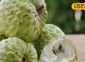 winter-superfood-sitafal-takes-care-of-heart-and-also-keeps-skin-healthy – Bharat.one हिंदी