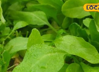 सर्दियों का सुपरफूड है ये हरा पत्ता, पोषक तत्त्वों का है खजाना