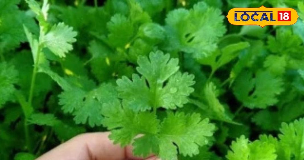 use-this-chutney-to-reduce-uric-acid-level-consuming-it-in-winters-will-also-strengthen-the-digestive-system – Bharat.one हिंदी