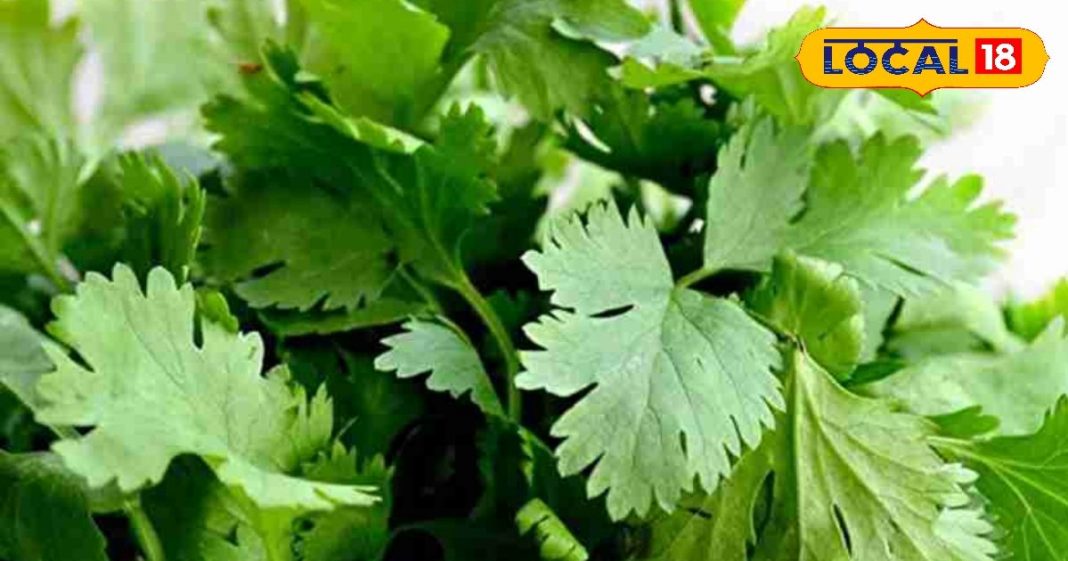 dhaniya-leaf-with-amazing-health-benefits-and-ayurvedic-properties – Bharat.one हिंदी