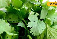 dhaniya-leaf-with-amazing-health-benefits-and-ayurvedic-properties – Bharat.one हिंदी