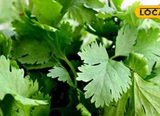 dhaniya-leaf-with-amazing-health-benefits-and-ayurvedic-properties – Bharat.one हिंदी