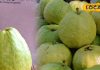 allahabadi-guava-boom-in-market-due-to-its-shining-and-strong-packing – Bharat.one हिंदी