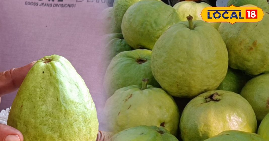 allahabadi-guava-boom-in-market-due-to-its-shining-and-strong-packing – Bharat.one हिंदी