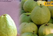 allahabadi-guava-boom-in-market-due-to-its-shining-and-strong-packing – Bharat.one हिंदी