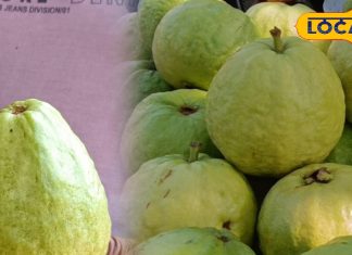 allahabadi-guava-boom-in-market-due-to-its-shining-and-strong-packing – Bharat.one हिंदी