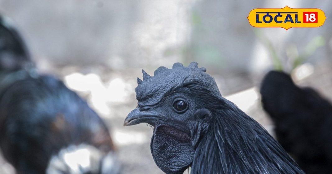 सर्दियों में करें इस मुर्गे का सेवन, खांसी-जुखाम जैसी समस्याएं होती है दूर