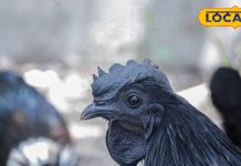 सर्दियों में करें इस मुर्गे का सेवन, खांसी-जुखाम जैसी समस्याएं होती है दूर