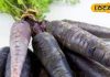 Black Carrot: सेहत के लिए वरदान है काली गाजर, वेट लॉस में करती है मदद, डायबिटीज और हृदय रोग में भी फायदेमंद