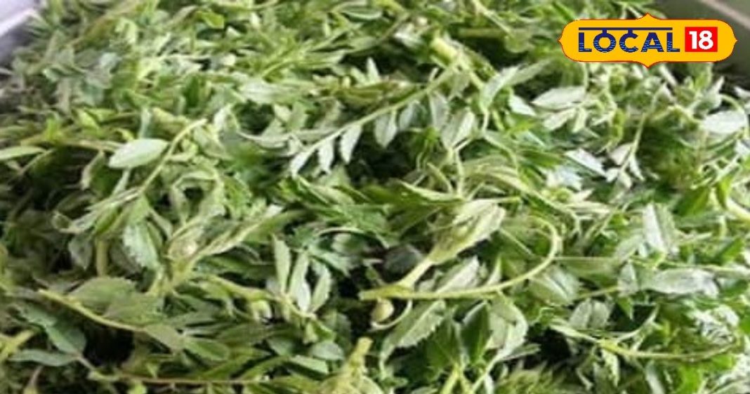 साग एक फायदे अनेक, सर्दियों में मिलने वाली इस सब्जी से हड्डियां होती हैं लोहे जैसी मजबूत, ब्लड प्रेशर से लेकर स्किन तक के लिए फायदेमंद