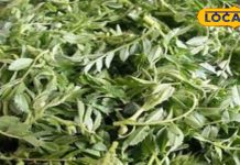 साग एक फायदे अनेक, सर्दियों में मिलने वाली इस सब्जी से हड्डियां होती हैं लोहे जैसी मजबूत, ब्लड प्रेशर से लेकर स्किन तक के लिए फायदेमंद