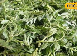 साग एक फायदे अनेक, सर्दियों में मिलने वाली इस सब्जी से हड्डियां होती हैं लोहे जैसी मजबूत, ब्लड प्रेशर से लेकर स्किन तक के लिए फायदेमंद