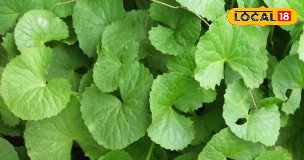 Health Tips: इस छोटे से पौधे में छिपे हैं बहुत से गुण, अच्छी नींद लाने से लेकर याददाश्त तेज करने तक, देता है ढेरों फायदें, ऐसे करें उपयोग