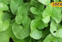 Health Tips: इस छोटे से पौधे में छिपे हैं बहुत से गुण, अच्छी नींद लाने से लेकर याददाश्त तेज करने तक, देता है ढेरों फायदें, ऐसे करें उपयोग