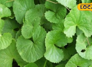 Health Tips: इस छोटे से पौधे में छिपे हैं बहुत से गुण, अच्छी नींद लाने से लेकर याददाश्त तेज करने तक, देता है ढेरों फायदें, ऐसे करें उपयोग