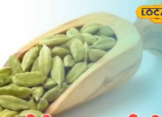 रात में आते हैं बुरे सपने, टूट जाती है नींद..तो इलायची के उपाय से मिलेगी राहत!