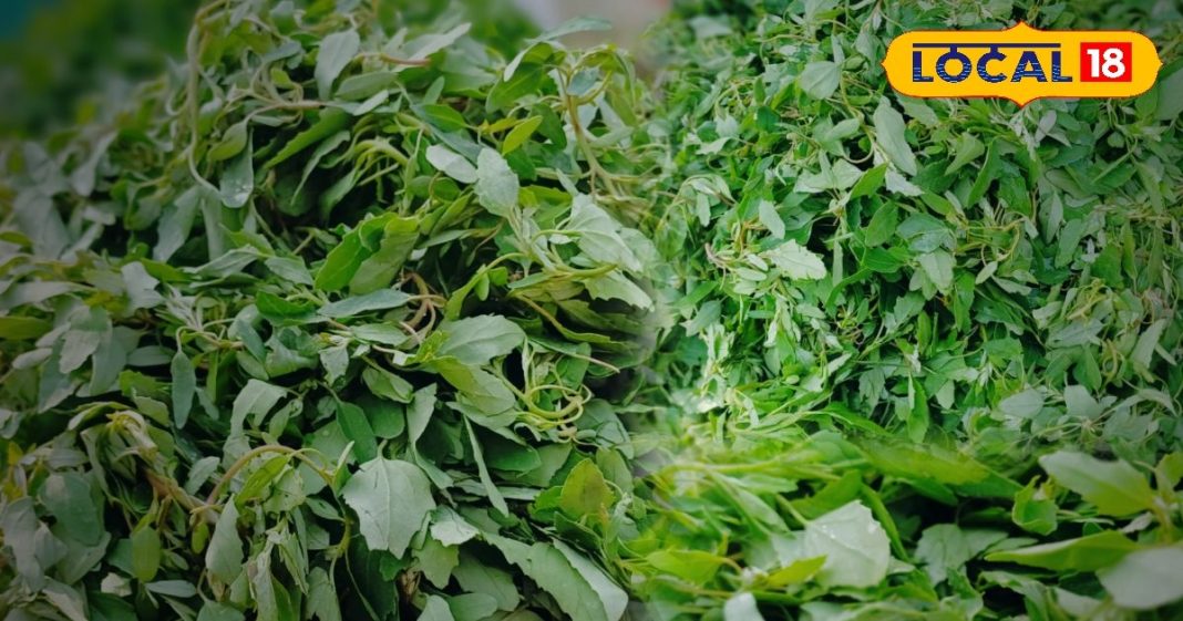 वाह क्या स्वाद है! सर्दियों में लोगों का फेवरेट है बथुआ साग