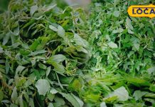 वाह क्या स्वाद है! सर्दियों में लोगों का फेवरेट है बथुआ साग