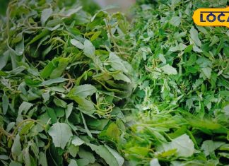 वाह क्या स्वाद है! सर्दियों में लोगों का फेवरेट है बथुआ साग