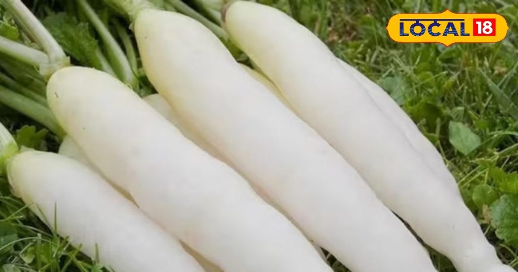सर्दियों में मूली खाने के हैं अनेक फायदे, सर्दी, खांसी और जुकाम से होता है बचाव, लिवर और किडनी के लिए भी है फायदेमंद
