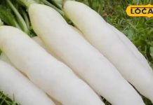 सर्दियों में मूली खाने के हैं अनेक फायदे, सर्दी, खांसी और जुकाम से होता है बचाव, लिवर और किडनी के लिए भी है फायदेमंद