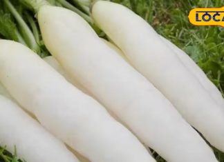 सर्दियों में मूली खाने के हैं अनेक फायदे, सर्दी, खांसी और जुकाम से होता है बचाव, लिवर और किडनी के लिए भी है फायदेमंद