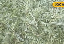 ठंड में सिर्फ कुछ ही दिन मिलेगा ये साग; डायबिटीज, कोलेस्ट्रॉल और कब्ज का है काल