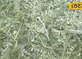 ठंड में सिर्फ कुछ ही दिन मिलेगा ये साग; डायबिटीज, कोलेस्ट्रॉल और कब्ज का है काल