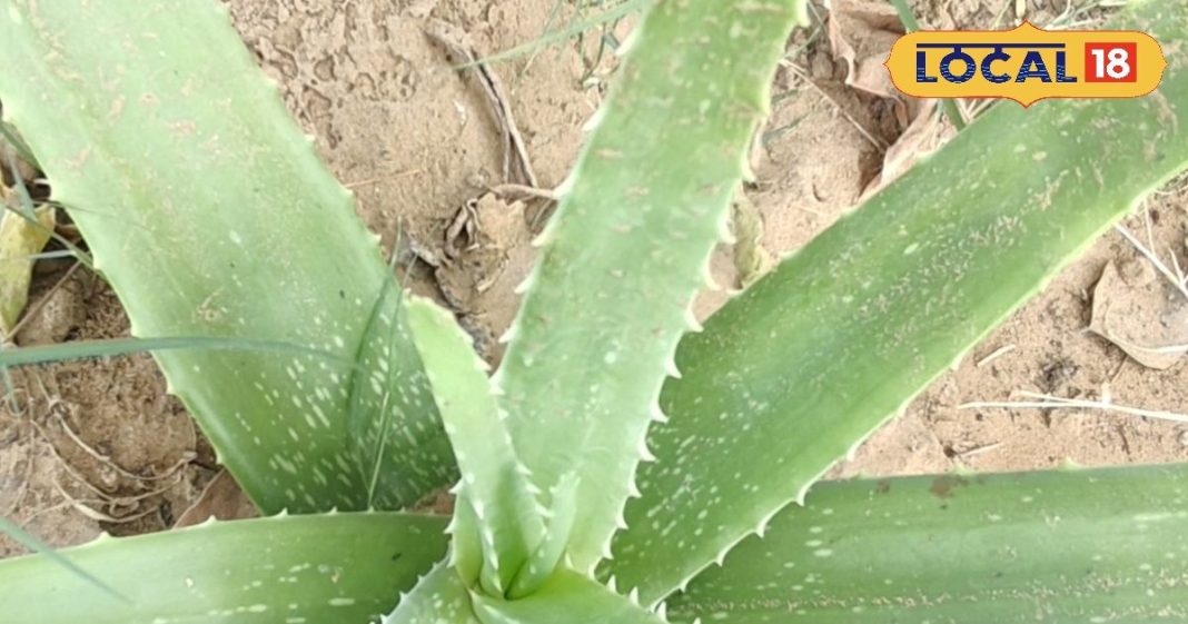 जड़ी बूटियों का राजा है यह पौधा, रोज कर लिया इसका सेवन नहीं पड़ेगी दवा और डॉक्टर की जरूरत, खिल उठेगा चेहरा