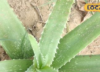 जड़ी बूटियों का राजा है यह पौधा, रोज कर लिया इसका सेवन नहीं पड़ेगी दवा और डॉक्टर की जरूरत, खिल उठेगा चेहरा