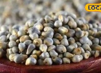 सर्दी में गर्मी का अहसास देता है ये अनाज, स्वादिष्ट होती है इसकी रोटी, हड्डियां होंगी मजबूत, दूर रहेगी बीमारियां