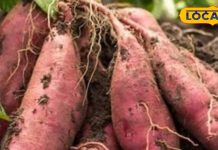 सिर्फ सर्दी में मिलती है ये जड़ वाली सब्जी, बाजार में आते ही मचा देती है धूम, दांत और हड्डियों के लिए फायदेमंद
