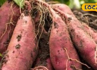 सिर्फ सर्दी में मिलती है ये जड़ वाली सब्जी, बाजार में आते ही मचा देती है धूम, दांत और हड्डियों के लिए फायदेमंद