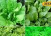 कड़ाके के ठंड से बचने के लिए सर्दियों में जरूर खाए ये 5 हरी सब्जियां