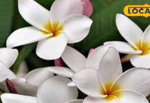 श्री नारायण का ये पसंदीदा फूल घर में लाता है शांति! आयुर्वेद में भी कई बीमारियों का रामबाण इलाज, जानें फायदे