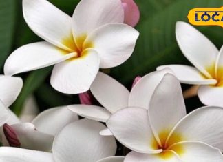 श्री नारायण का ये पसंदीदा फूल घर में लाता है शांति! आयुर्वेद में भी कई बीमारियों का रामबाण इलाज, जानें फायदे