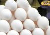 Egg Prices rise: सर्दी बढ़ते ही अंडे की बढ़ी खपत, कीमत में भी आई उछाल, जानें क्या चल रहा रेट