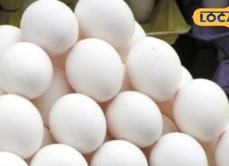 Egg Prices rise: सर्दी बढ़ते ही अंडे की बढ़ी खपत, कीमत में भी आई उछाल, जानें क्या चल रहा रेट