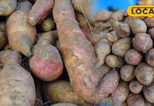 ‘मीठा आलू’ मंडी में मचा रहा धमाल, खरीदने के लिए खींचे चले आ रहे लोग, हलवा और खीर दोनों चीजें होती हैं लाजवाब