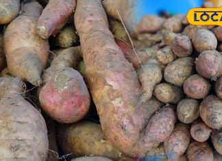 ‘मीठा आलू’ मंडी में मचा रहा धमाल, खरीदने के लिए खींचे चले आ रहे लोग, हलवा और खीर दोनों चीजें होती हैं लाजवाब