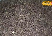 बीमारियों का ‘सत्यानाश’ कर देता है ये पौधा, अस्थमा-डायबिटीज से दिलाए छुटकारा, लीवर भी रहेगा ठीक!