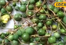 औषधीय गुणों से भरपूर है यह मरूस्थलीय फल, कई बीमारियों को दूर करने में है कारगर