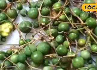 औषधीय गुणों से भरपूर है यह मरूस्थलीय फल, कई बीमारियों को दूर करने में है कारगर