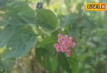 अगर सर्दी में खा ली इस पौधे की पत्तियां तो पूरे शरीर में रहेगी जबरदस्त गर्मी, थकान और तनाव से भी मिलेगी राहत